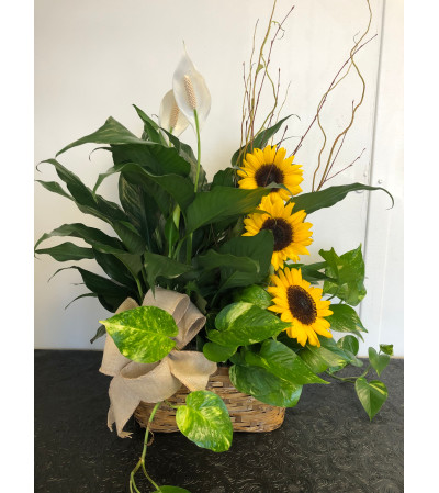 Plants and Sunflowers Plants and Sunflowers