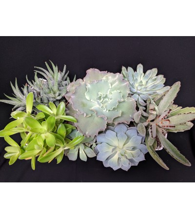 Succulent Dishgarden Succulent Dishgarden