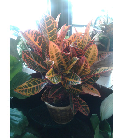 6" Red Croton 6" Red Croton