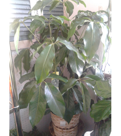 8" Schefflera in Basket 8" Schefflera in Basket