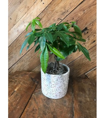 6" Money Tree 6" Money Tree