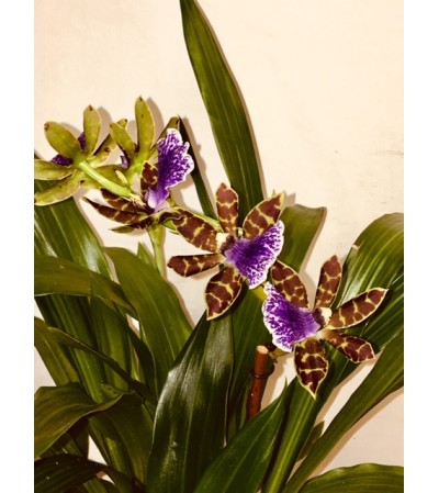 Orchid Especially Orchid Especially