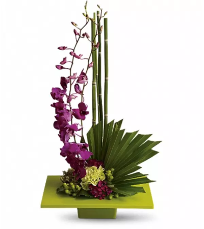 Zen Artistry Orchid Zen Artistry Orchid