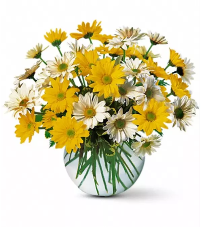Dashing Daisies Daisies Dashing Daisies Daisies