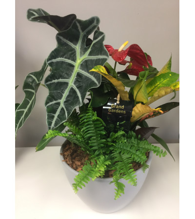 Modest Anthurium Planter Modest Anthurium Planter