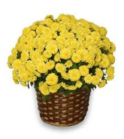 Mum Sunshine Basket Mum Sunshine Basket