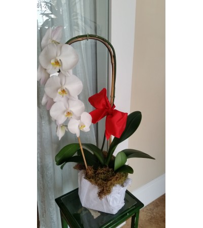 Orchid Christmas Wrapped Orchid Christmas Wrapped