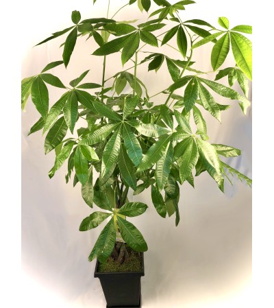 Money Tree in Plastic Pot Money Tree in Plastic Pot