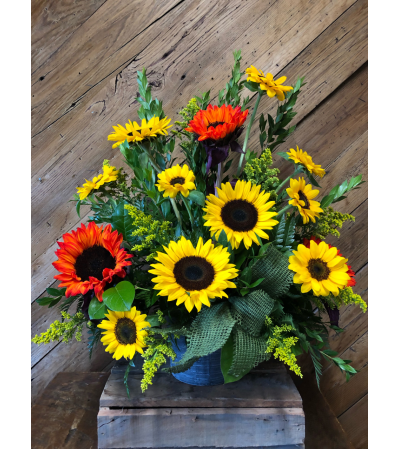 Sunflower Sunsation Sunflower Sunsation