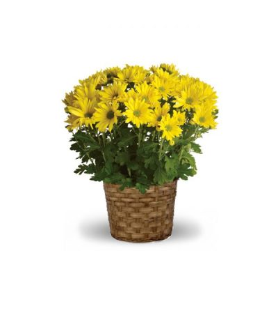 Mum Plant - Colors & Variety Vary Mum Plant - Colors & Variety Vary