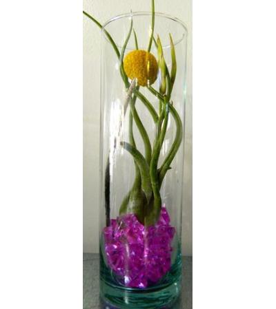 Tillandsia in Vase Tillandsia in Vase
