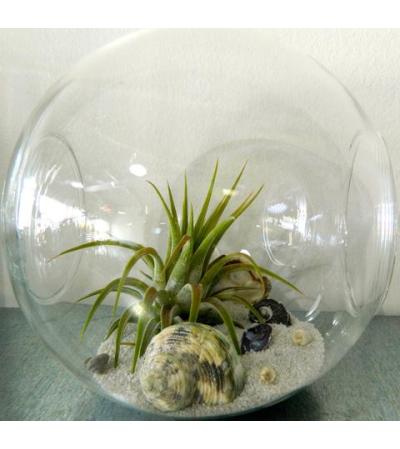 Crosswind Tillandsia Crosswind Tillandsia