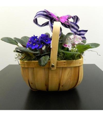 African Violet in Basket African Violet in Basket