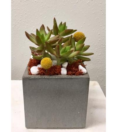 Angle 33 Succulent Cube Angle 33 Succulent Cube