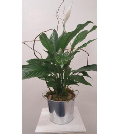 Peace Lily in a Tin Peace Lily in a Tin