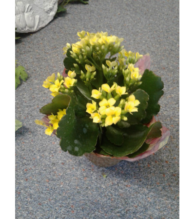 4" Yellow Kalanchoe 4" Yellow Kalanchoe