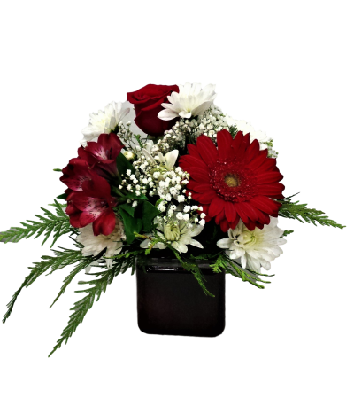Red and White Wonder Red and White Wonder