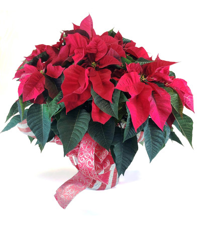 Classic Holiday Poinsettia - Red Classic Holiday Poinsettia - Red