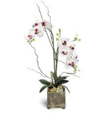 Opulent Orchid and Succulent Garden Opulent Orchid and Succulent Garden
