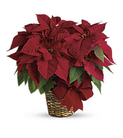Christmas Poinsettia Plant Christmas Poinsettia Plant