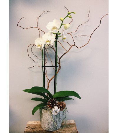 Wildly Winter Orchid Wildly Winter Orchid