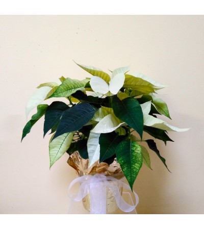 6" White Poinsettia 6" White Poinsettia