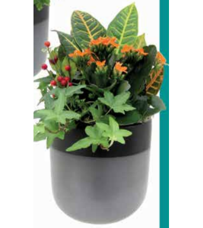 Modern Gardenscape Modern Gardenscape