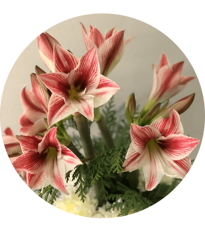 Amaryllis Splendor Amaryllis Splendor