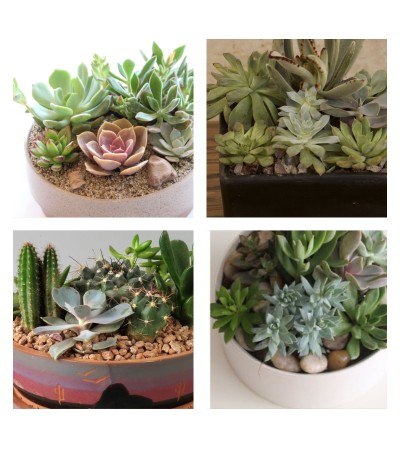 Cactus/Succulent Cactus/Succulent