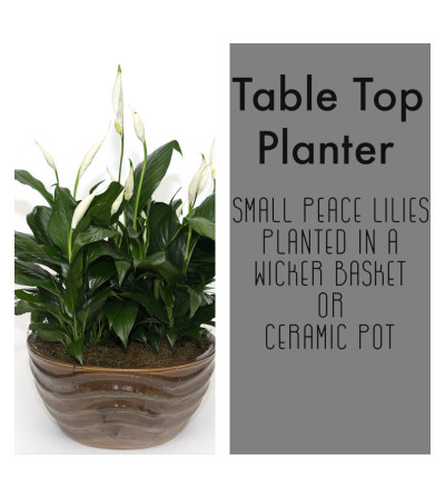 Table Top-Planter of smaller Peace Lilies Table Top-Planter of smaller Peace Lilies