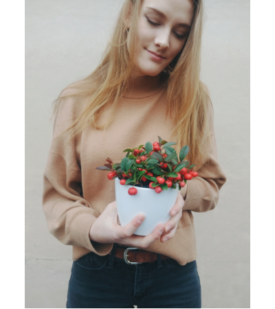 Winter Berry Plant Winter Berry Plant