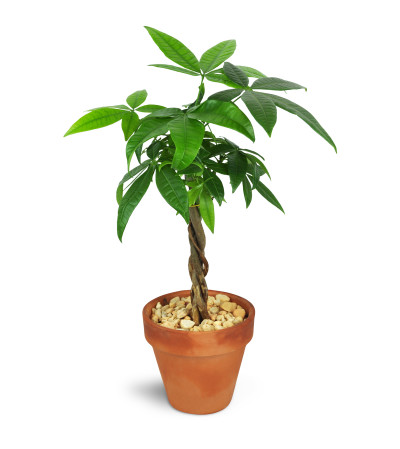 Jenning's Petite Money Tree Jenning's Petite Money Tree