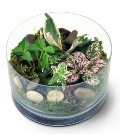 Jenning's Miniature Garden Jenning's Miniature Garden