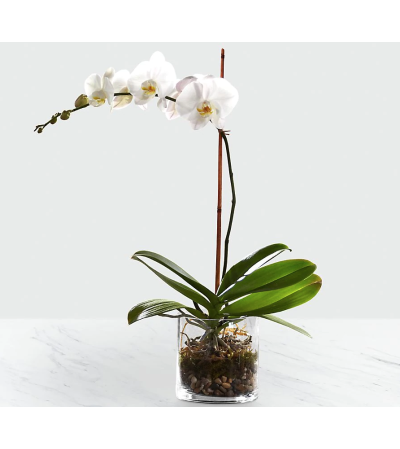 White Orchid Planter 2020 White Orchid Planter 2020