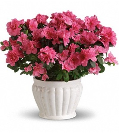 Positively Pink Azalea Positively Pink Azalea