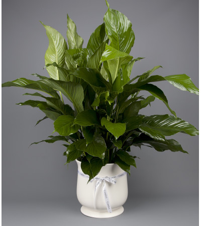 Sympathy Ceramic Planter Sympathy Ceramic Planter