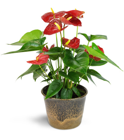 Red Anthurium Plant Red Anthurium Plant