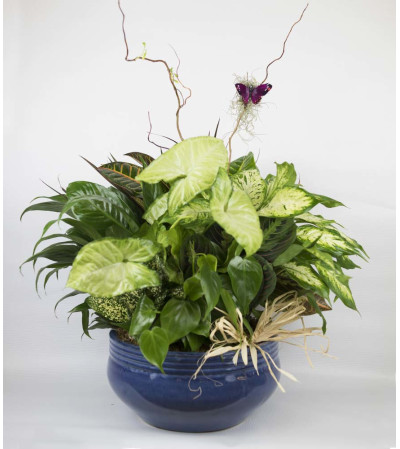 Garden of Eden Dishgarden Garden of Eden Dishgarden