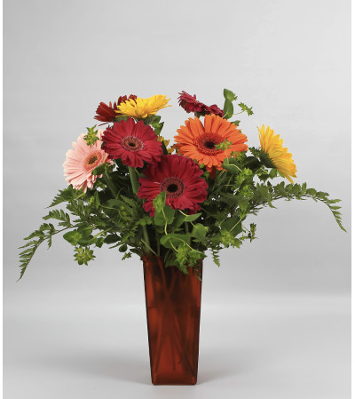 Gerbera's Galore Gerbera's Galore