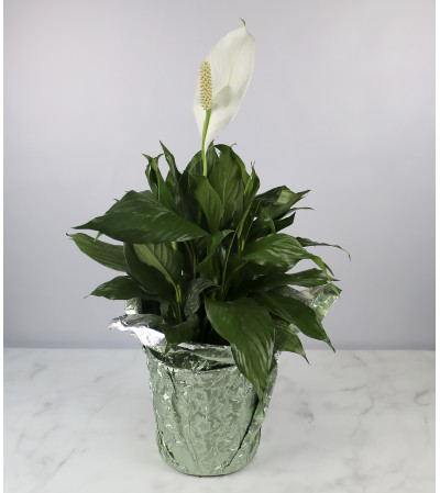 Large Decorative Peace Lily Large Decorative Peace Lily