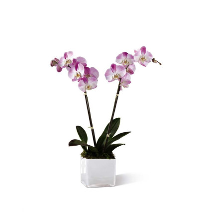 The FTD® Pink Orchid Planter The FTD® Pink Orchid Planter