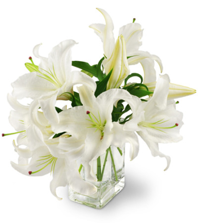 Peaceful Lilies Peaceful Lilies