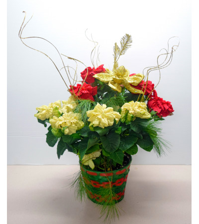 Winter Rose Poinsettia Winter Rose Poinsettia