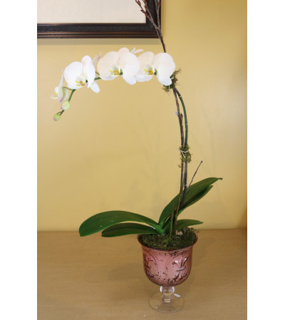 Orchid of Elegance Orchid of Elegance