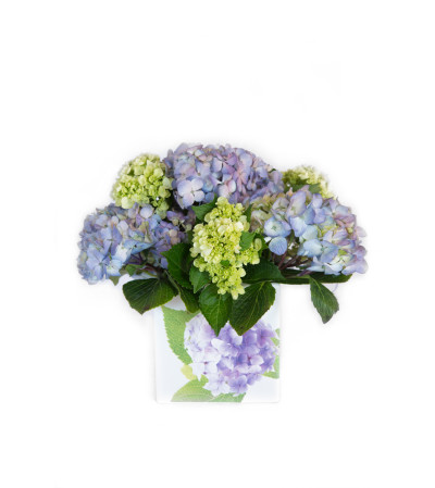 Hydrangea Happiness Hydrangea Happiness