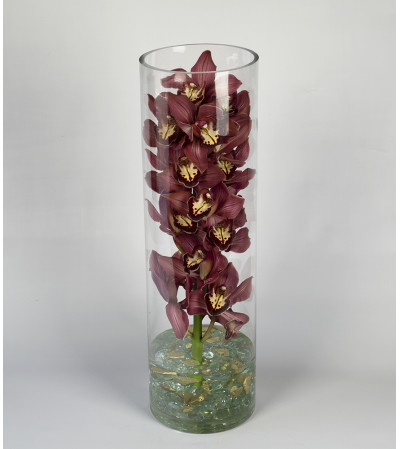 Classy Cymbidium Classy Cymbidium