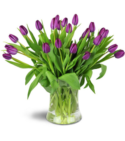 Royal Tulips™ Royal Tulips™