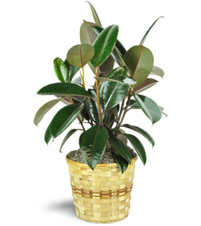 Rubber Plant Rubber Plant