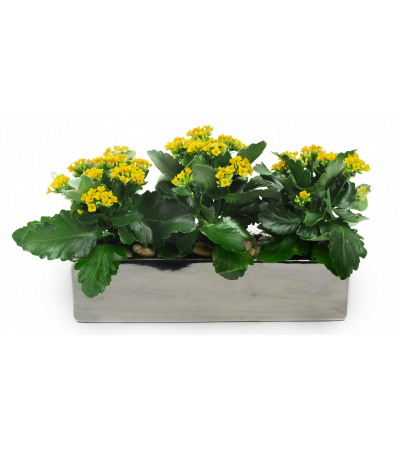 Triple Yellow Kalanchoe Triple Yellow Kalanchoe