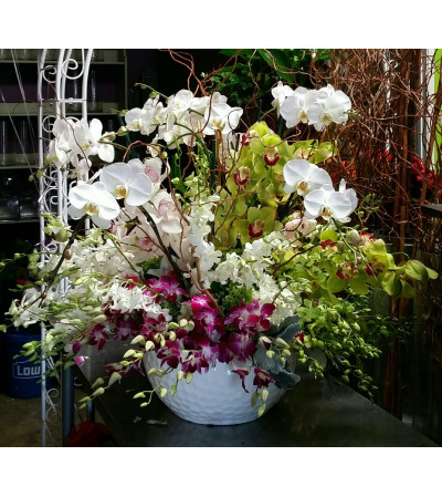 Magnificent Orchids #2 Magnificent Orchids #2